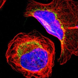 MRPL9 Antibody, Novus Biologicals 0.1mL; Unlabeled:Antibodies, Polyclonal